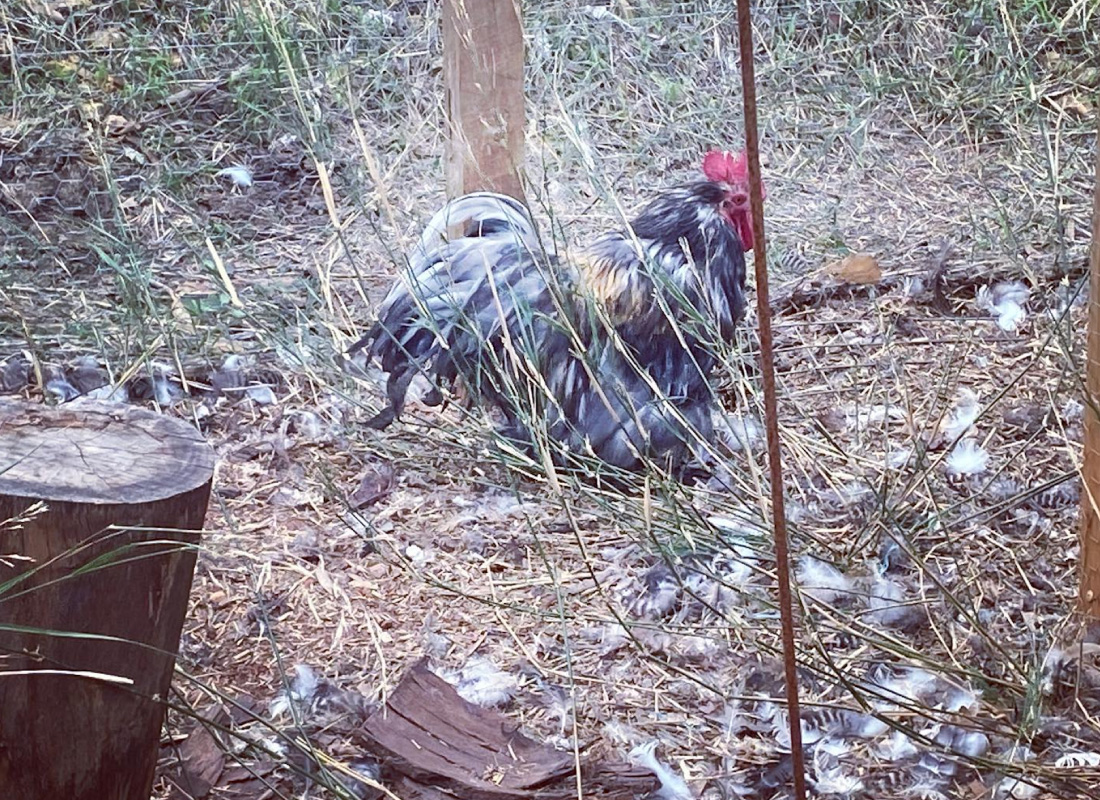 Chicken Moulting - Sandersons